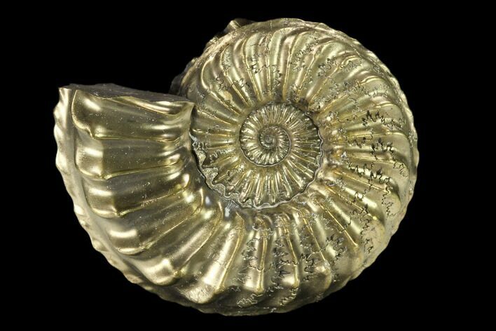 Pyritized (Pleuroceras) Ammonite Fossil - Germany #131095